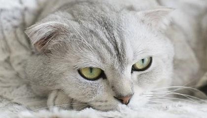 星空体育星空体育官网入口-篮网全场压制杜兰特引爆全场，篮网揭幕战 杜兰特