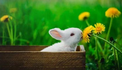 星空体育星空体育官网入口-篮网全场压制杜兰特引爆全场，篮网揭幕战 杜兰特